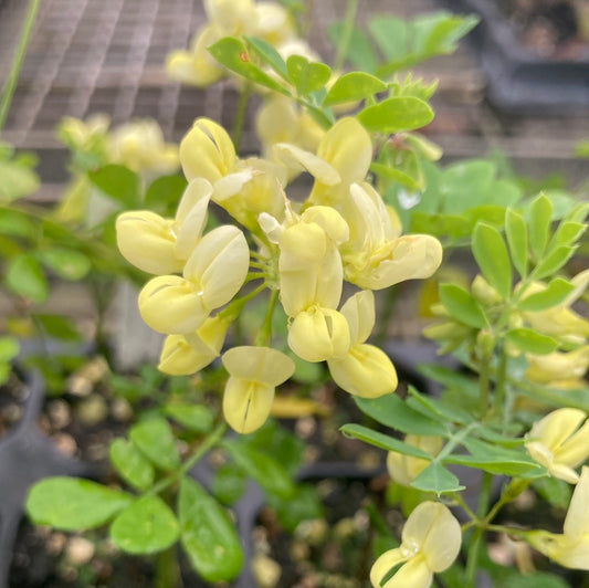 Coronilla valentina subsp. glauca Lauren Stevenson - Champion Plants