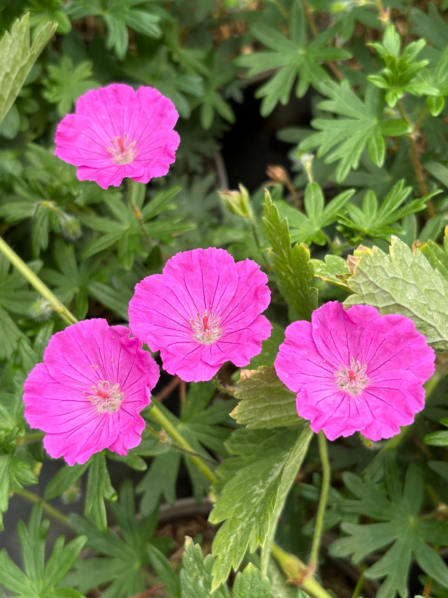 Geranium sanguineum Shepherd’s Warning - AGM