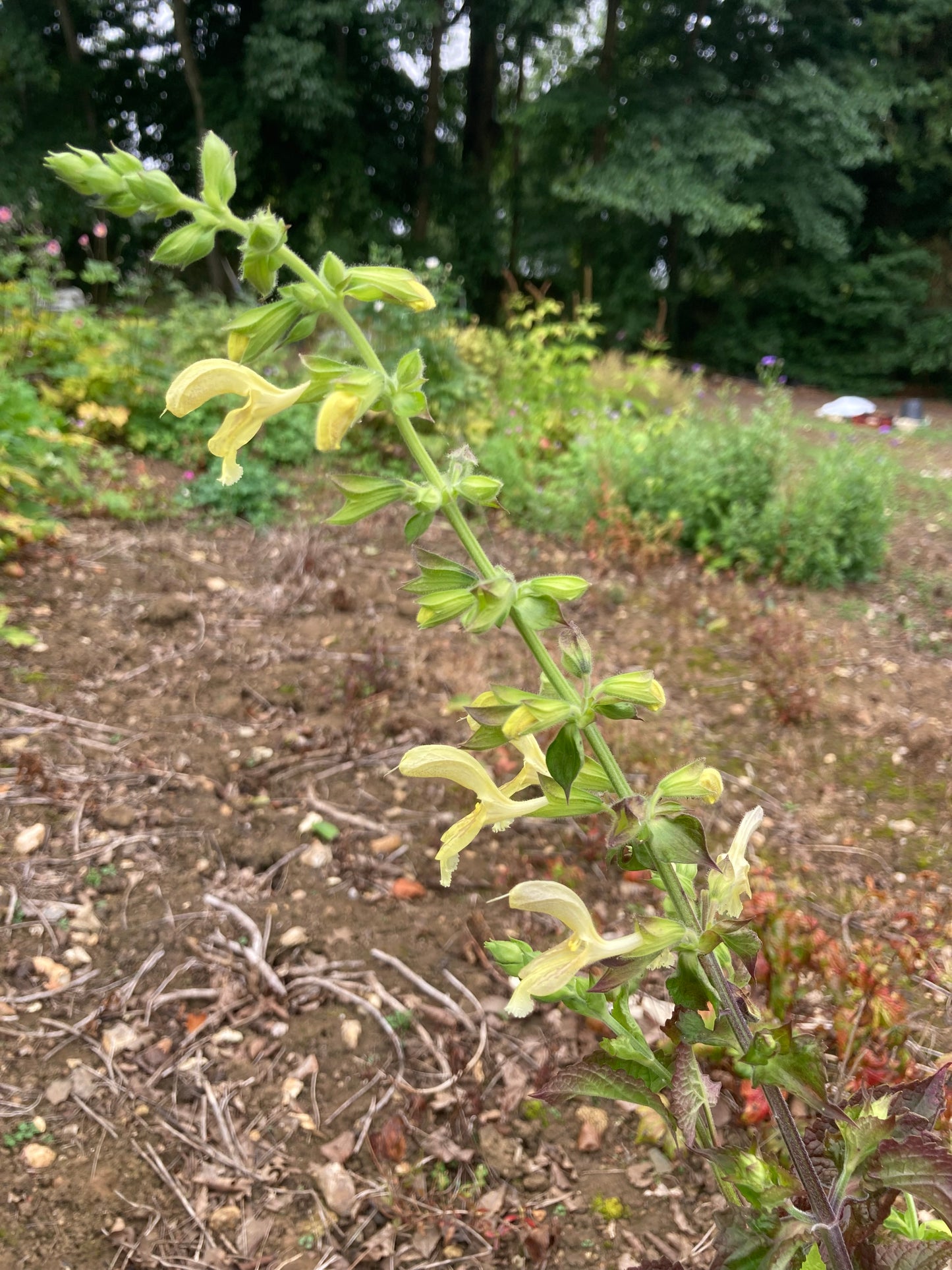 Salvia glutinosa