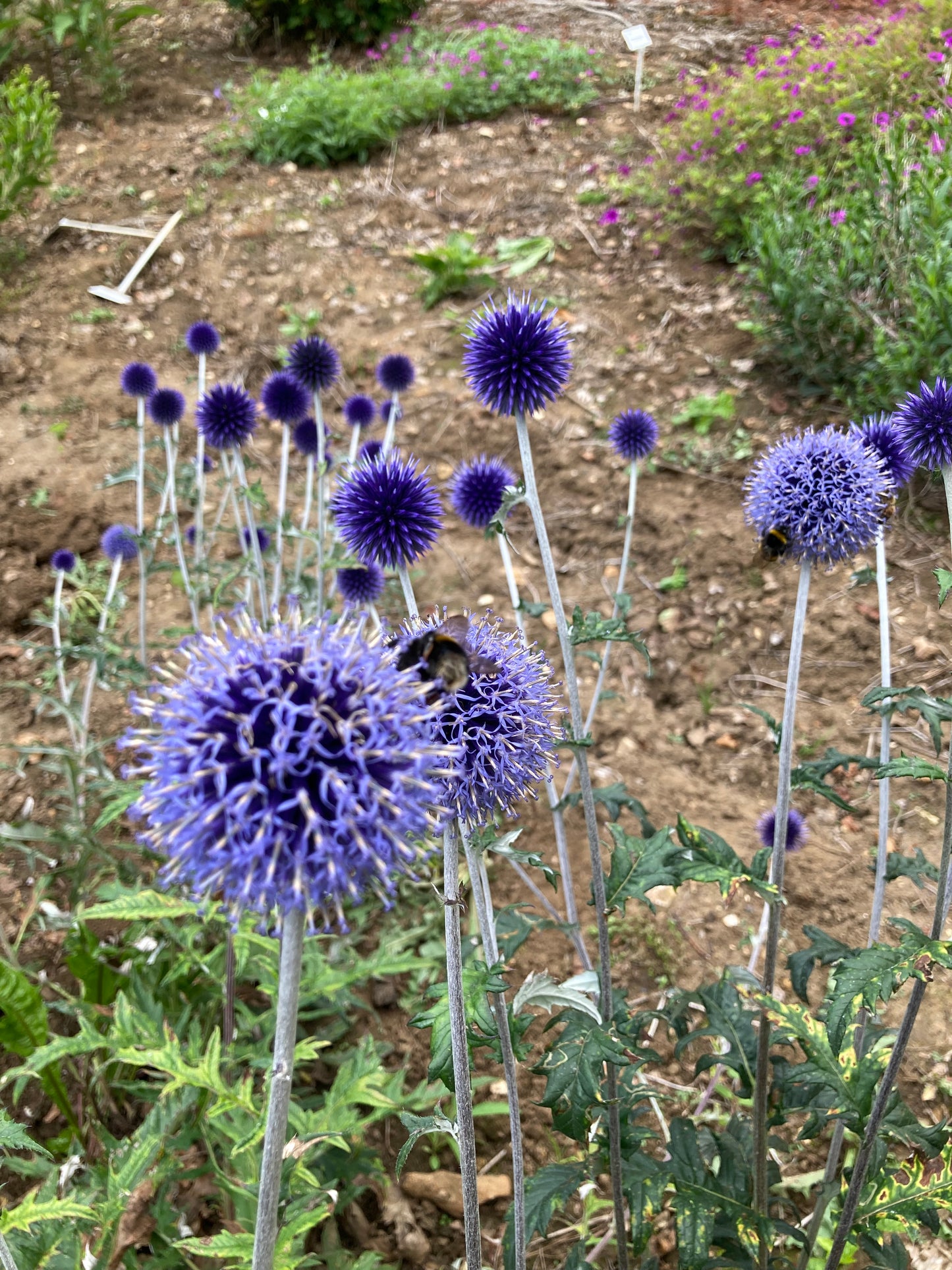 Echinops Vietch’s Blue - Champion Plants