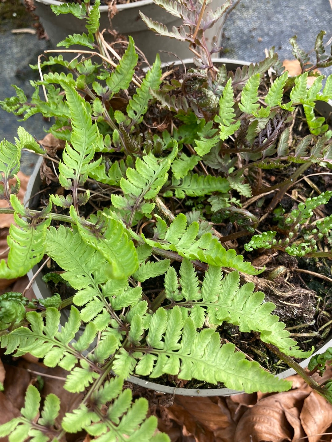 Athyrium niponicum Red Beauty - Champion Plants