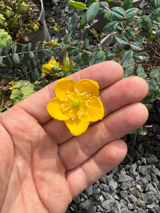 Hypericum kouytchense - AGM