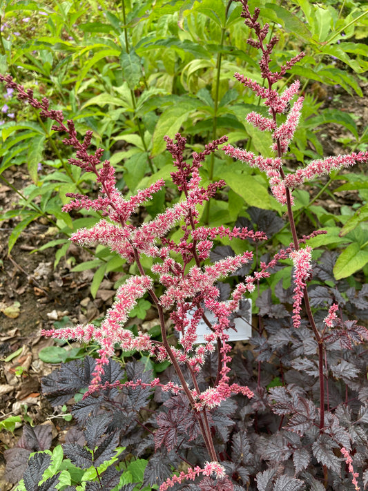 Astilbe 'Chocolate Shogun' - Champion Plants