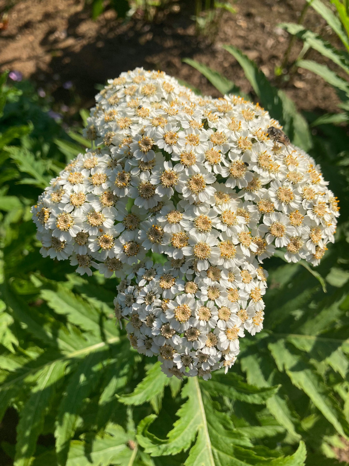 Achillea chrysocoma 'Grandiflora' - Champion Plants