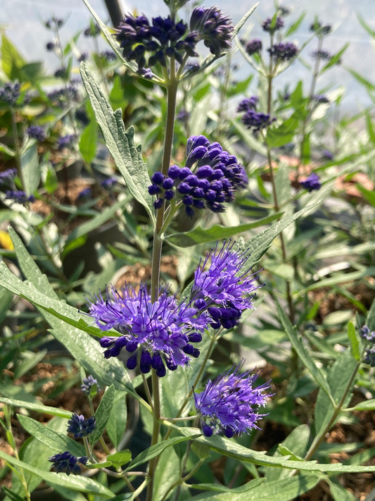Caryopteris x cland. Heavenly Blue