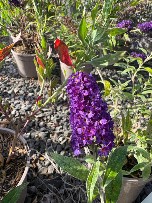 Buddleja (Buddleia) davidii Magda's Gold Knight