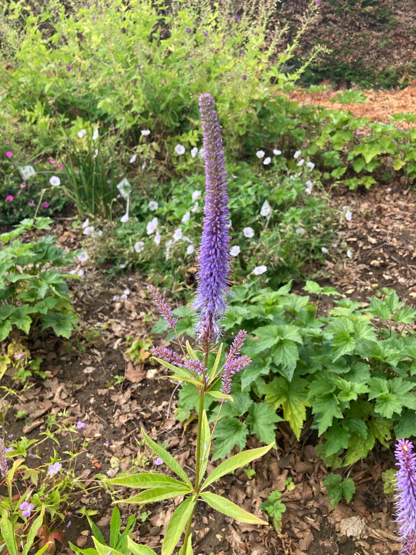 Veronicastrum virginicum f. caeruleum - Champion Plants