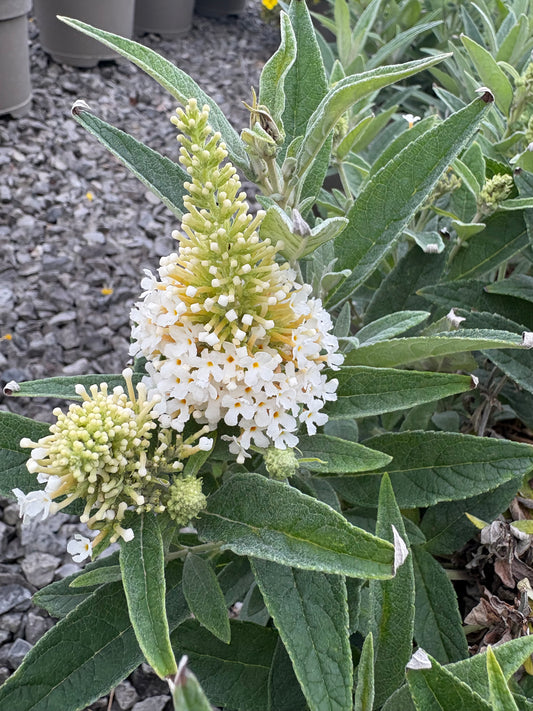Buddleja (Buddleia) Butterfly Candy Series Little White - Dwarf Buddleia