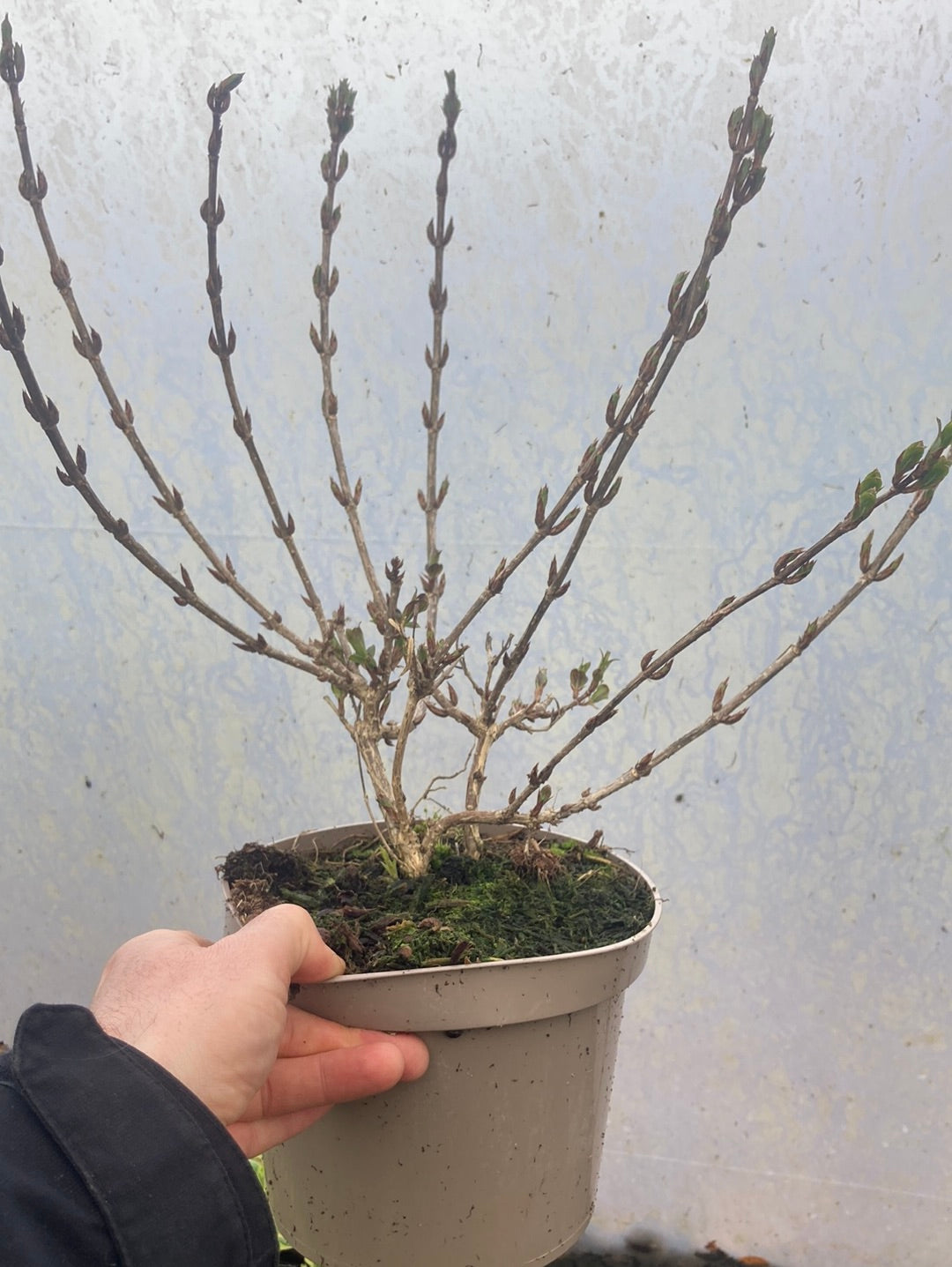 Weigela florida 'Foliis Purpureis' - Champion Plants