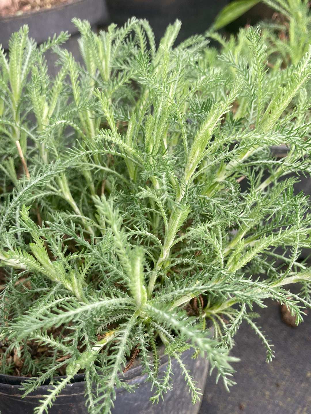 Santolina pinnata subsp. neapolitana 'Edward Bowles' - Champion Plants