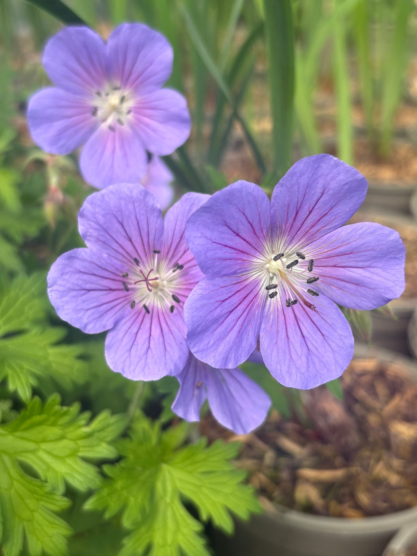 Geranium himalayense ‘Baby Blue’