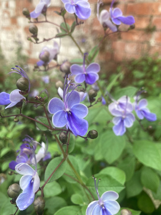 Clerodendrum Ugandense AGM