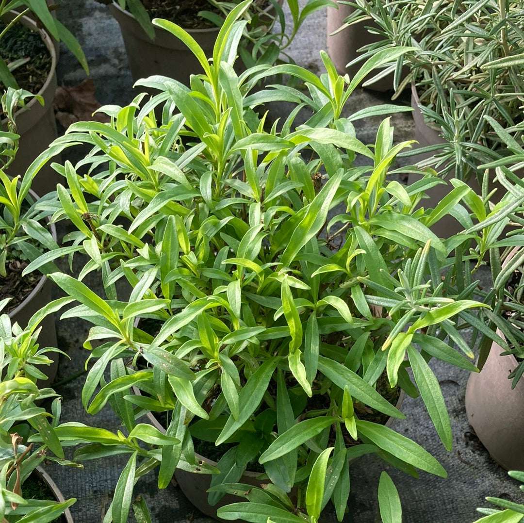 Penstemon Wedding Day - Champion Plants