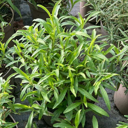 Penstemon Wedding Day - Champion Plants