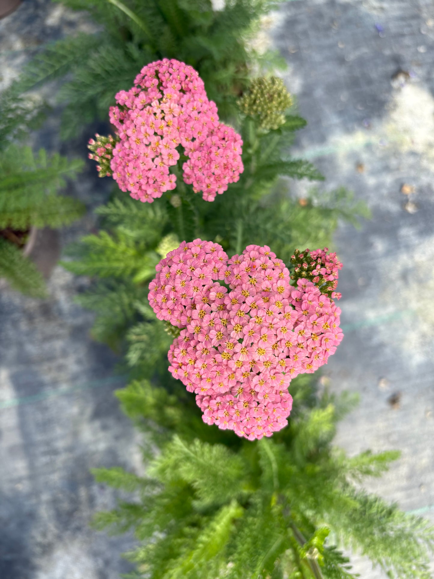 Achillea Summer Berries