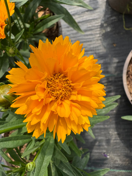 Coreopsis 'Golden Joy'