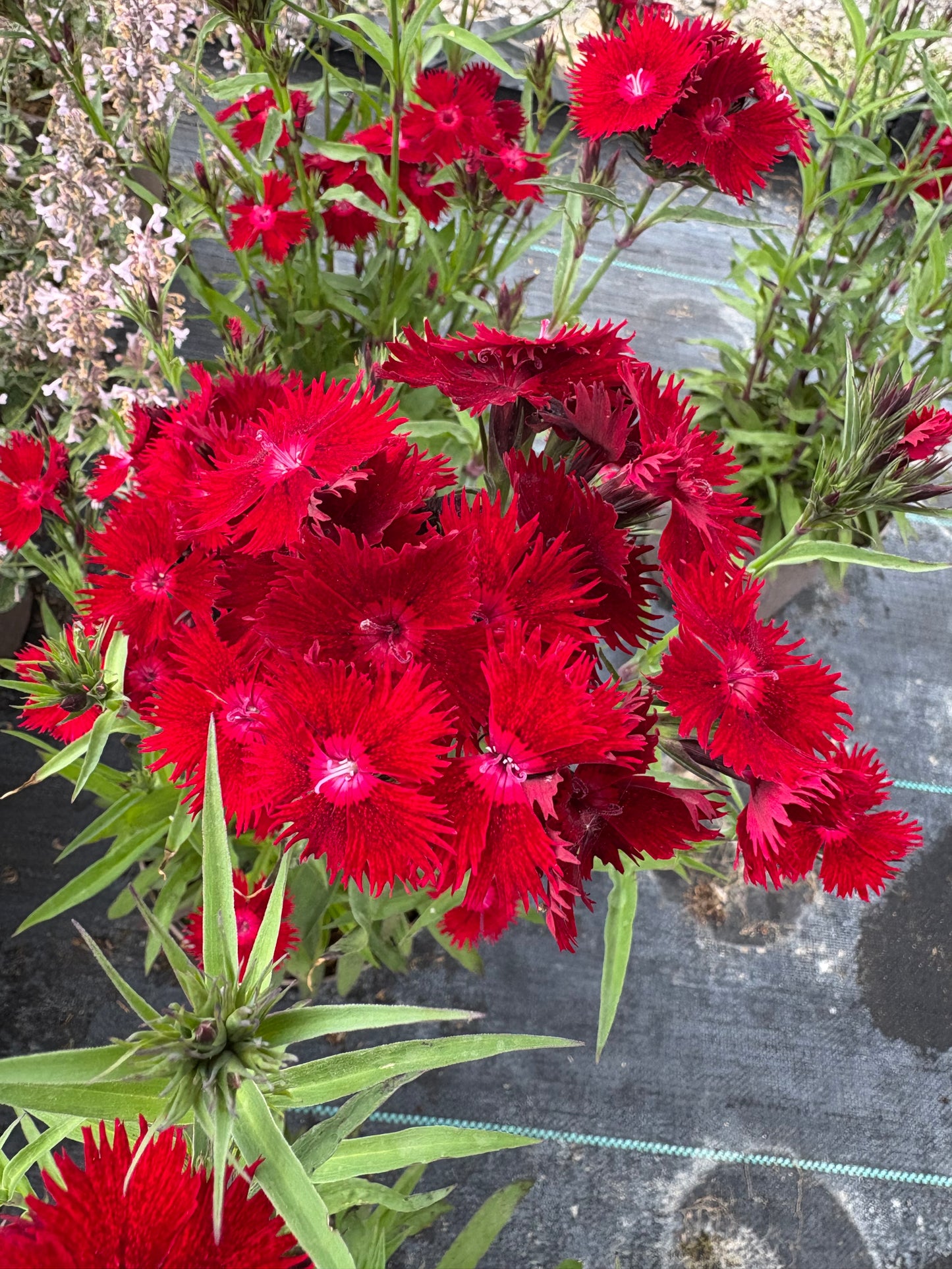 Dianthus Rockin' Red