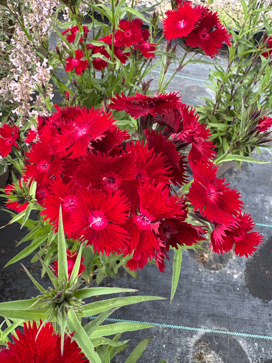 Dianthus Rockin' Red