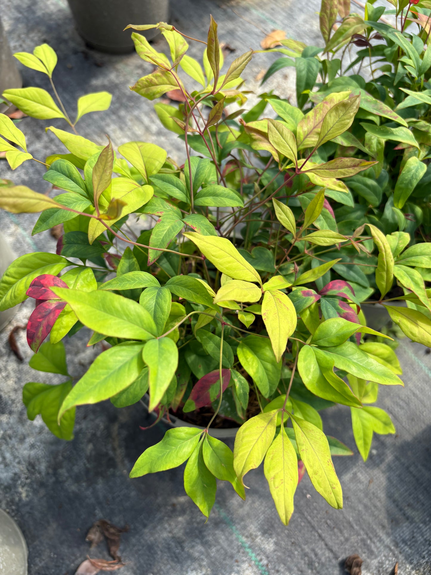 Nandina domestica 'Fire Power'
