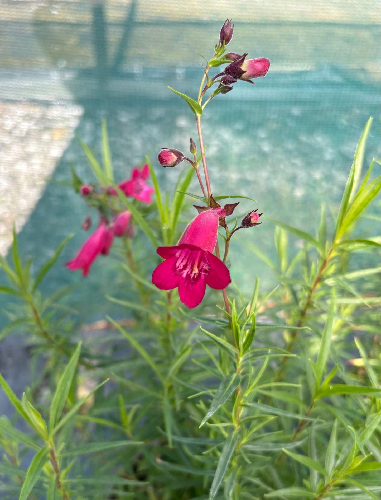 Penstemon Garnet