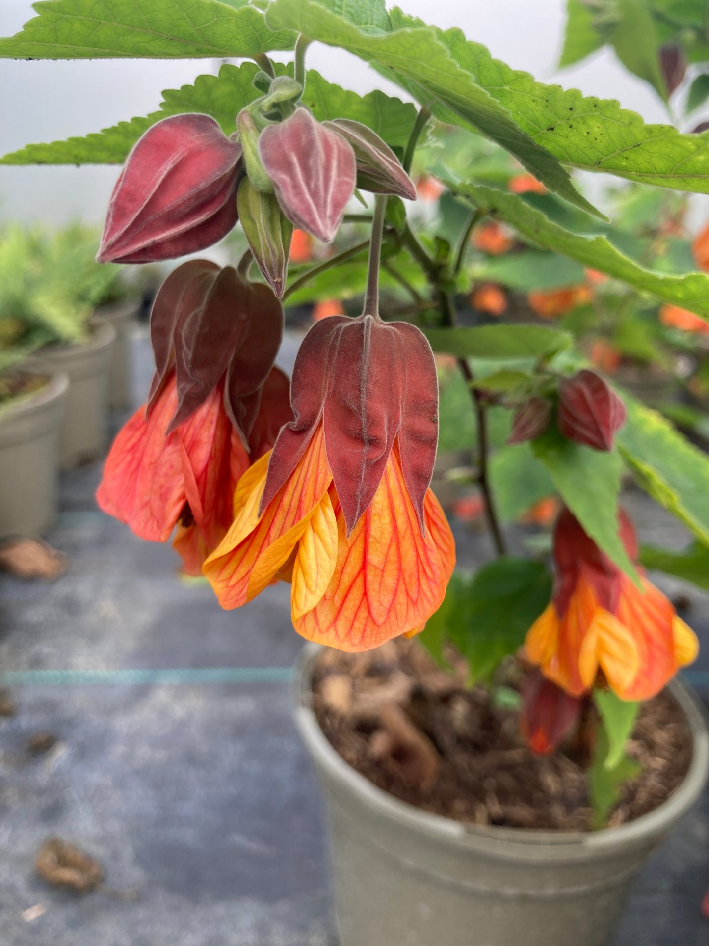 Abutilon Orange Hot Lava