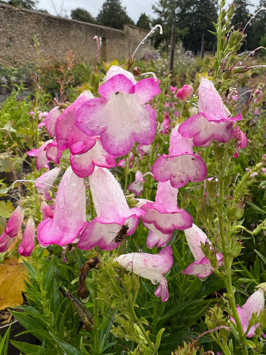 Penstemon Pensham Laura