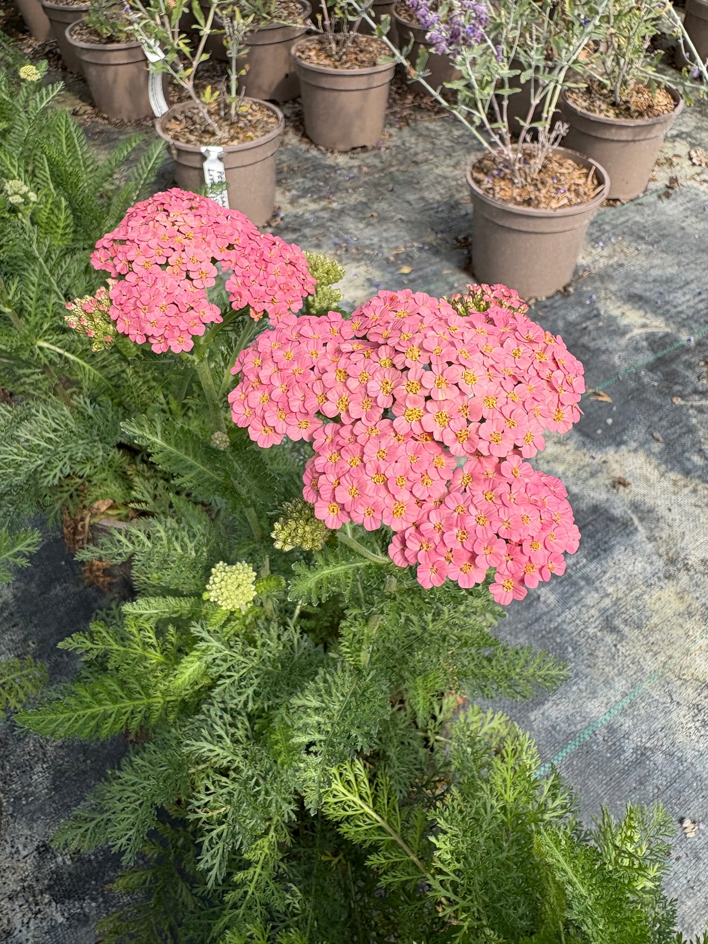 Achillea Summer Berries