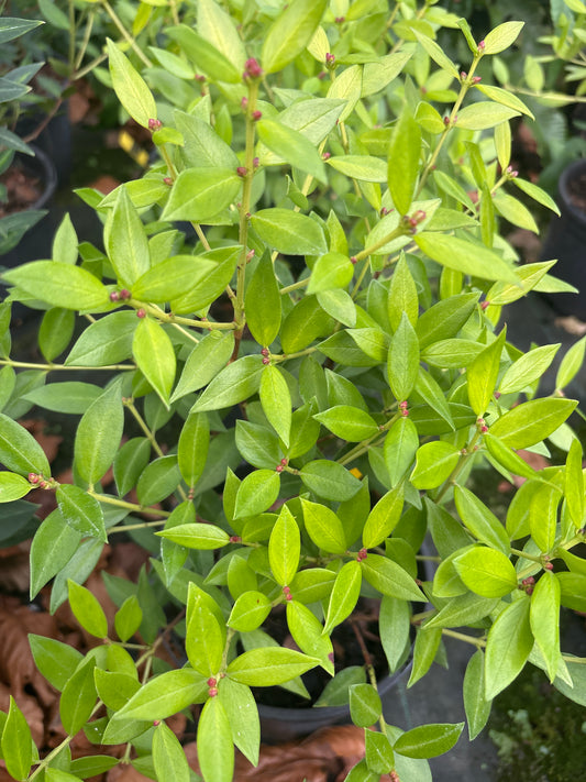 Metrosideros umbellata 'Gold Nugget'
