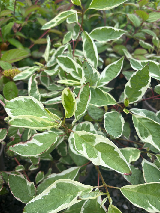 Cornus alba Elegantissima