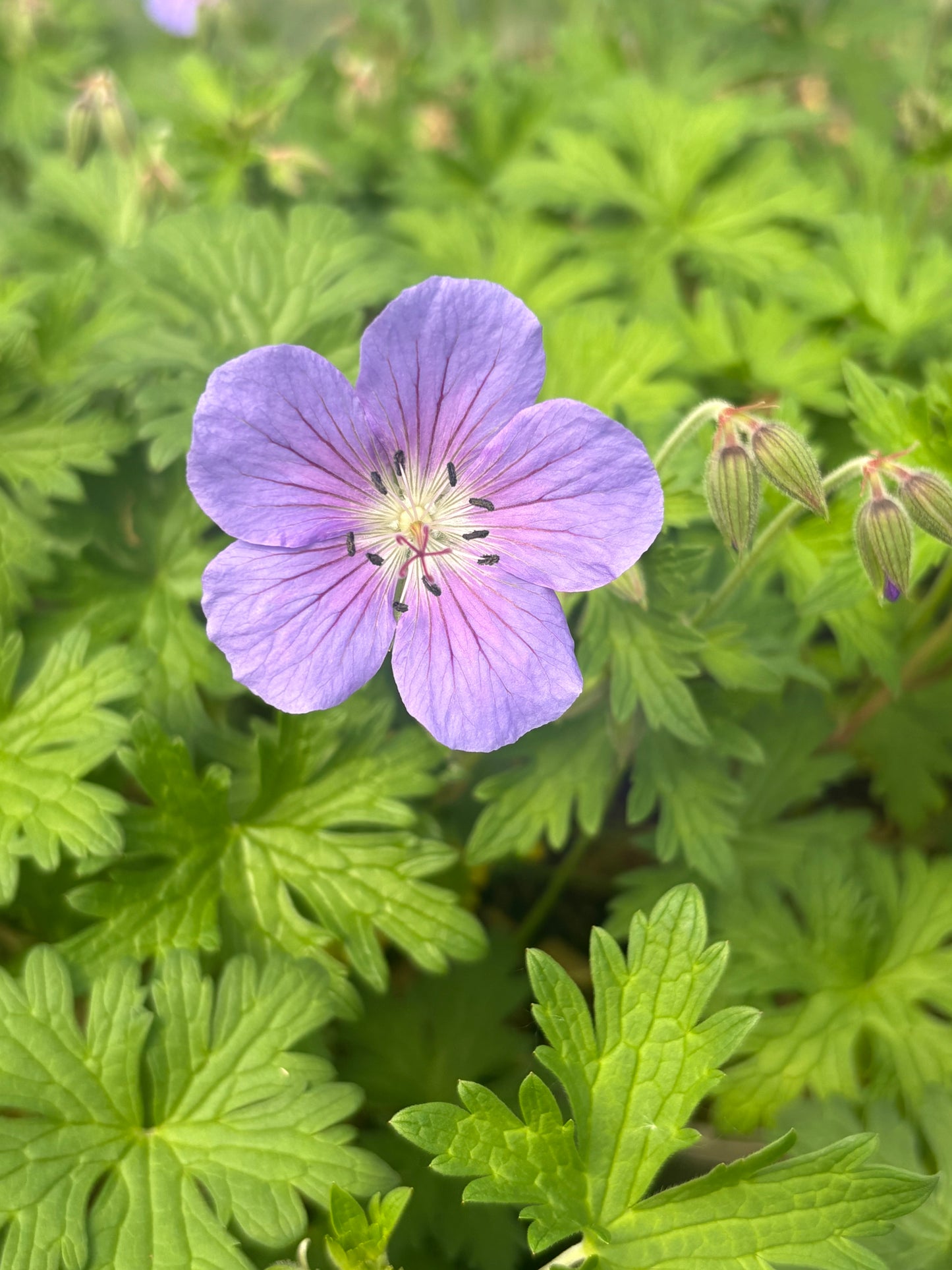Geranium himalayense ‘Baby Blue’