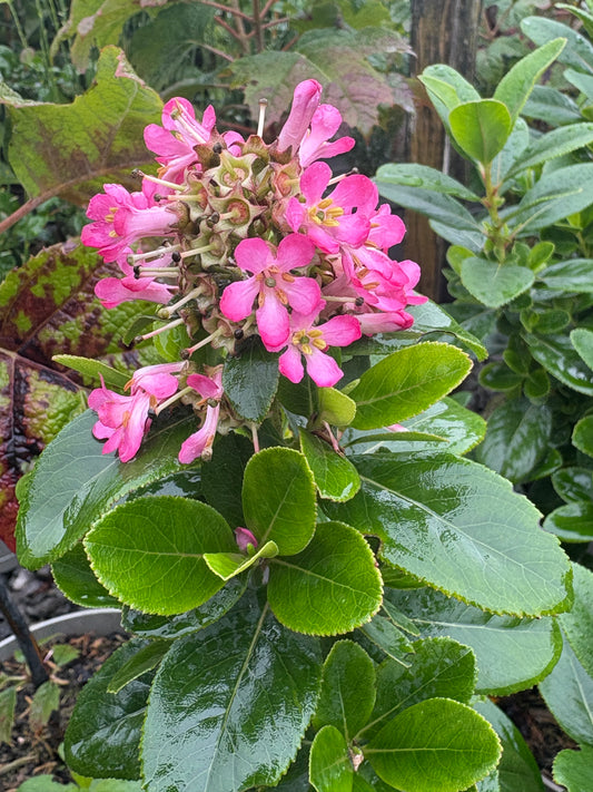 Escallonia laevis Pink Elle