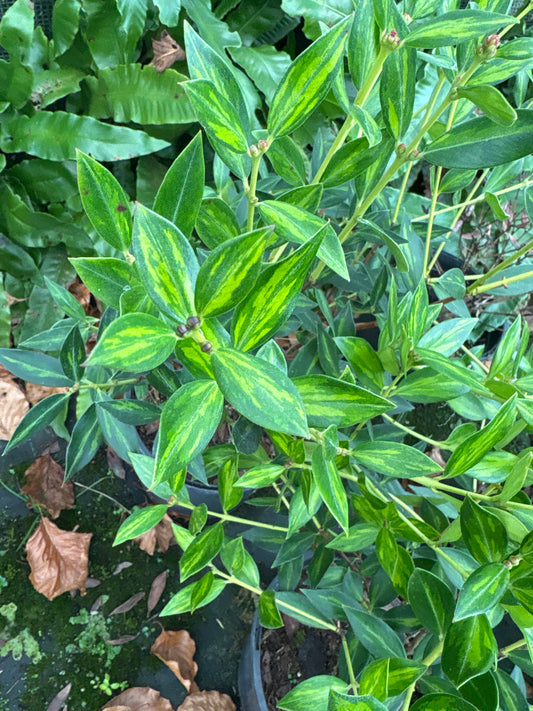 Metrosideros umbellata Moonlight