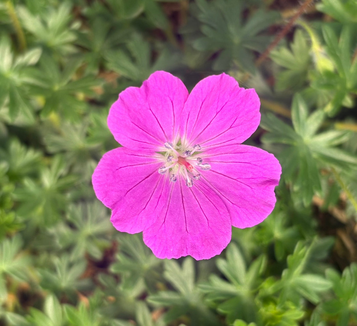 Geranium sanguineum 'Max Frei'