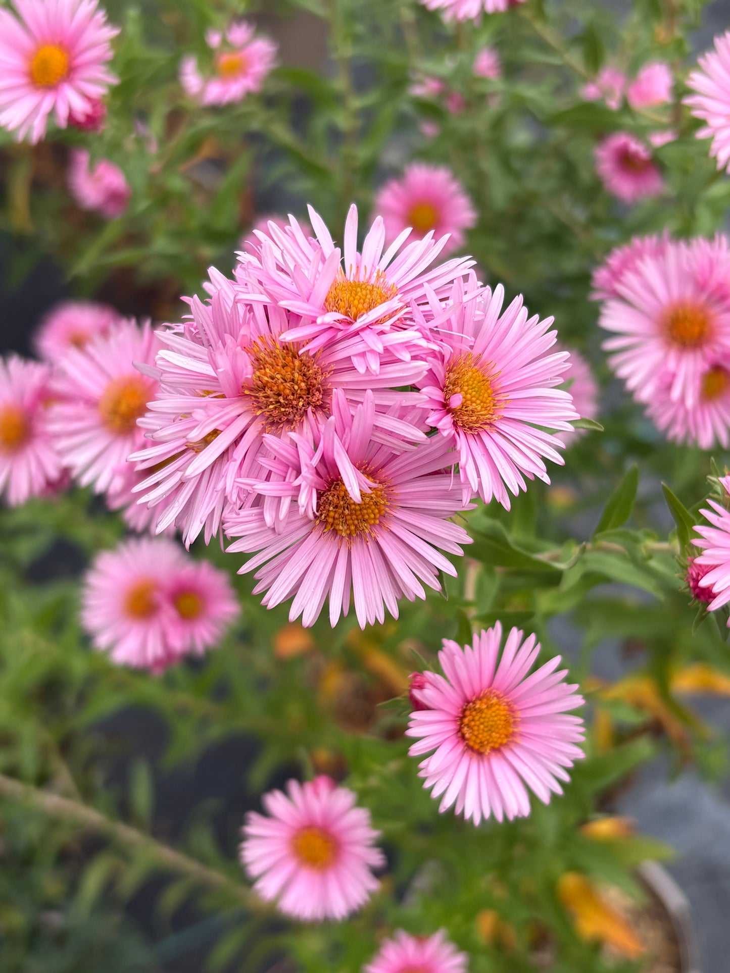 Aster novi-belgii 'Harrington's Pink'