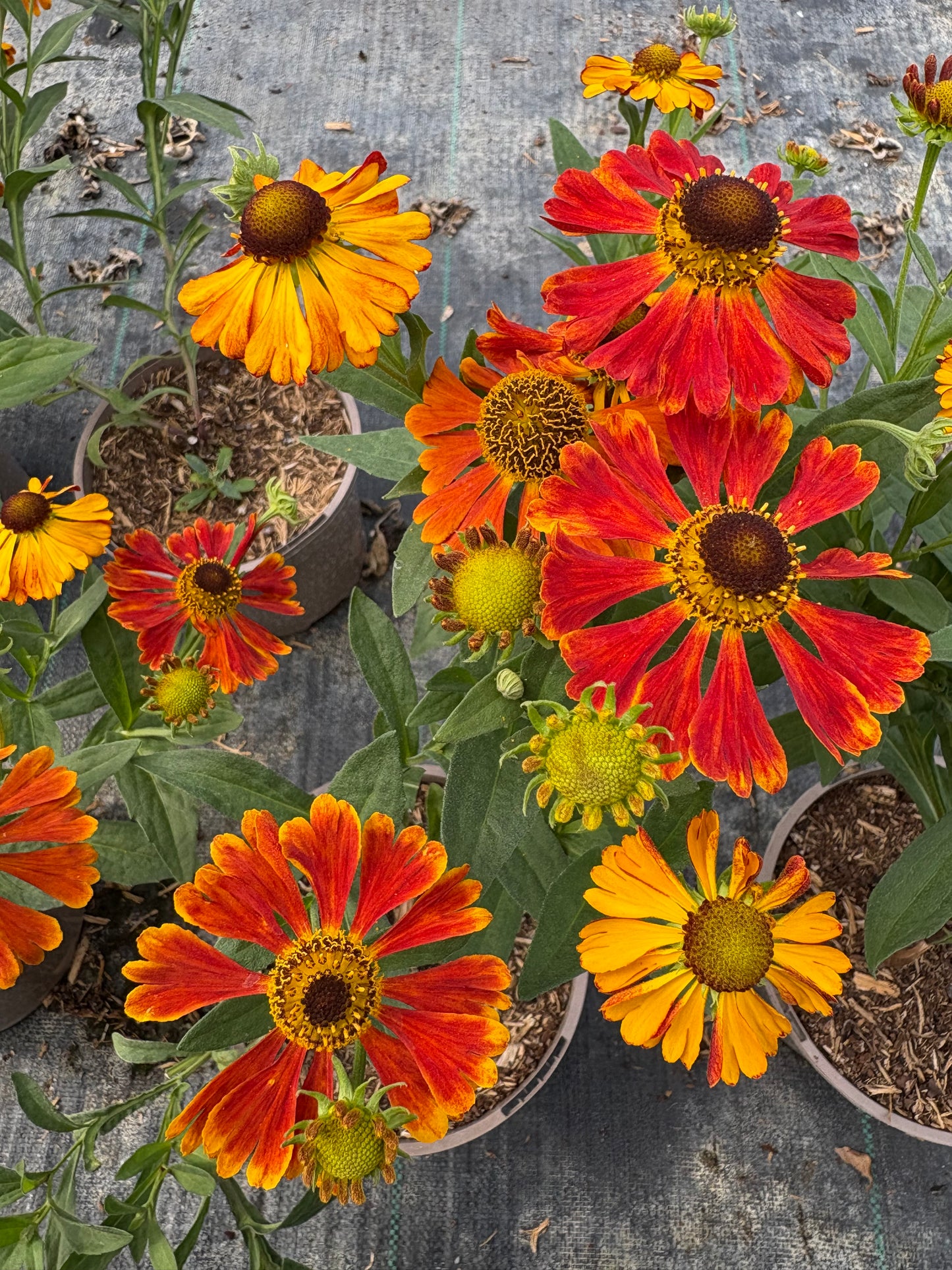 Helenium Waltraut - AGM