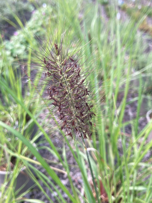 Pennisetum alopecuroides 'Red Head' - AGM