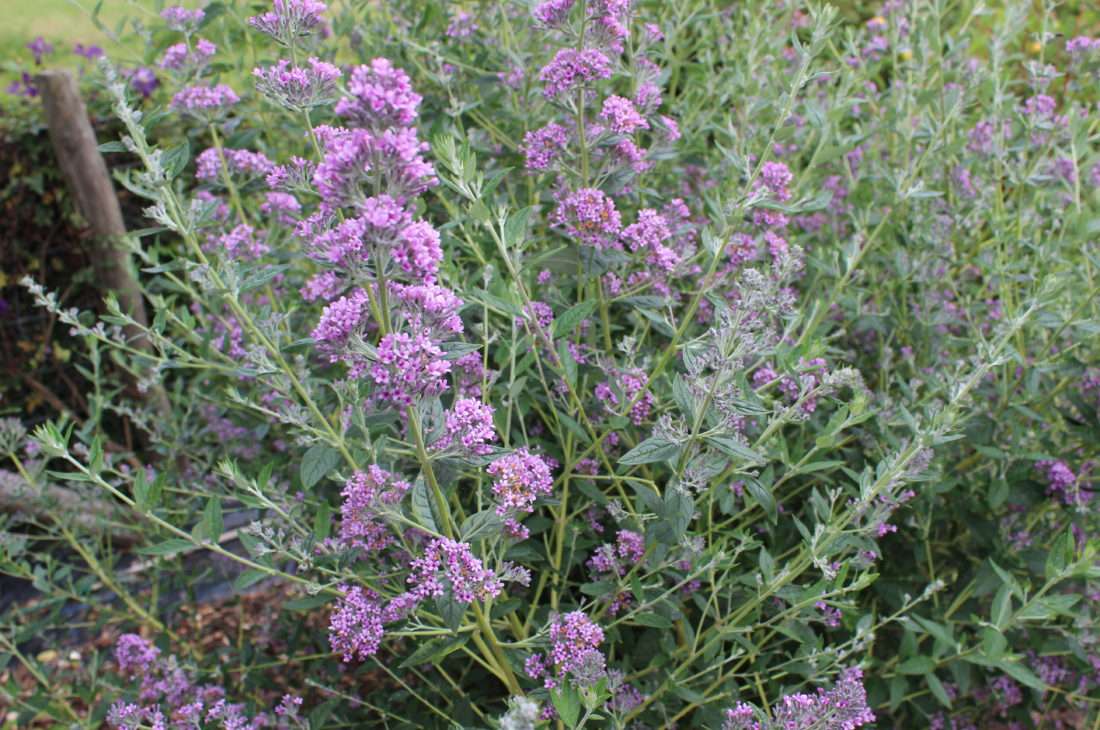 Buddleja (Buddleia) alternifolia Unique - Champion Plants