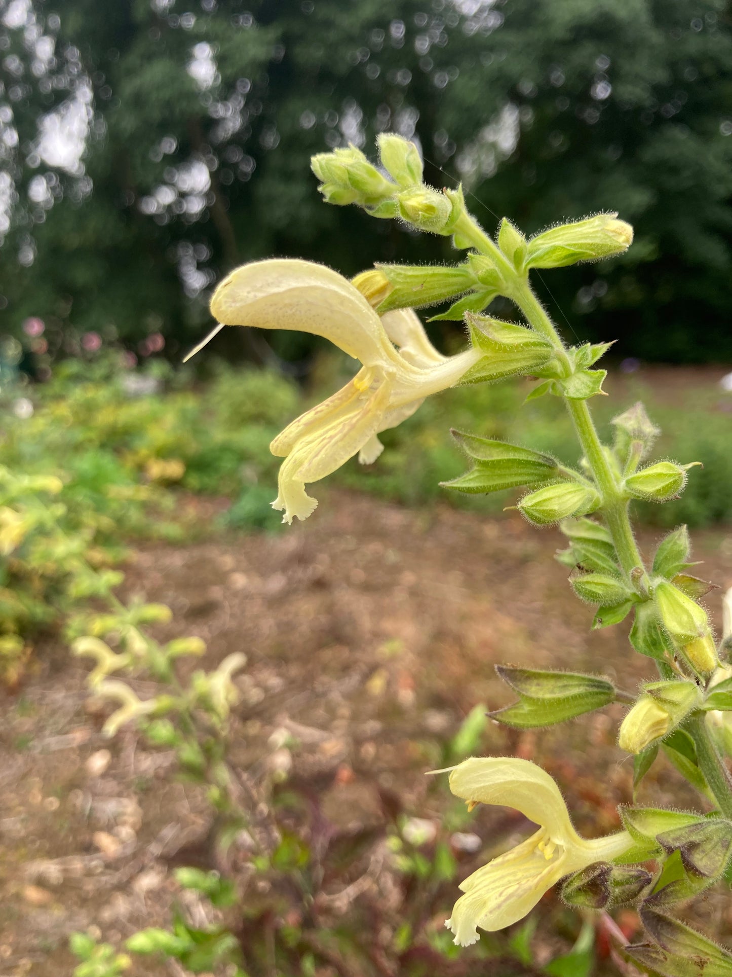 Salvia glutinosa
