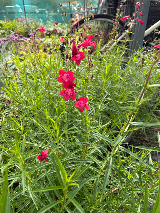 Penstemon Firebird