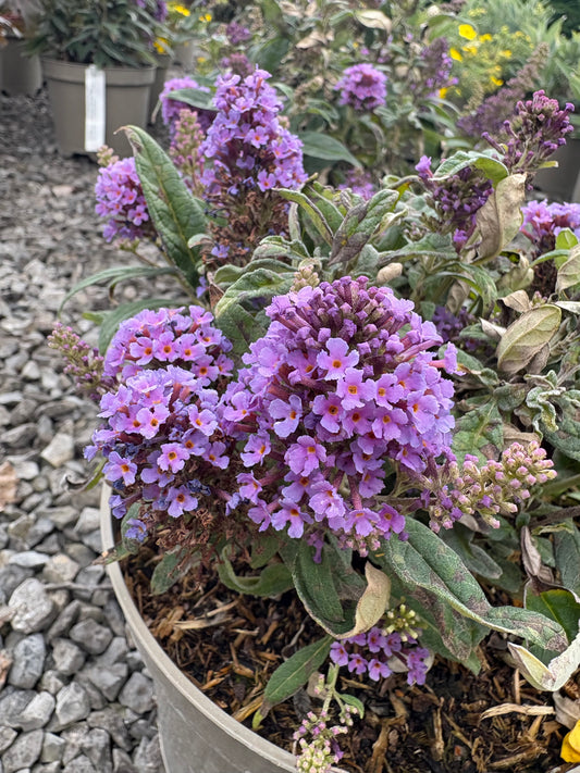 Buddleja (Buddleia) Butterfly Candy Series Little Lila - Dwarf Buddleia