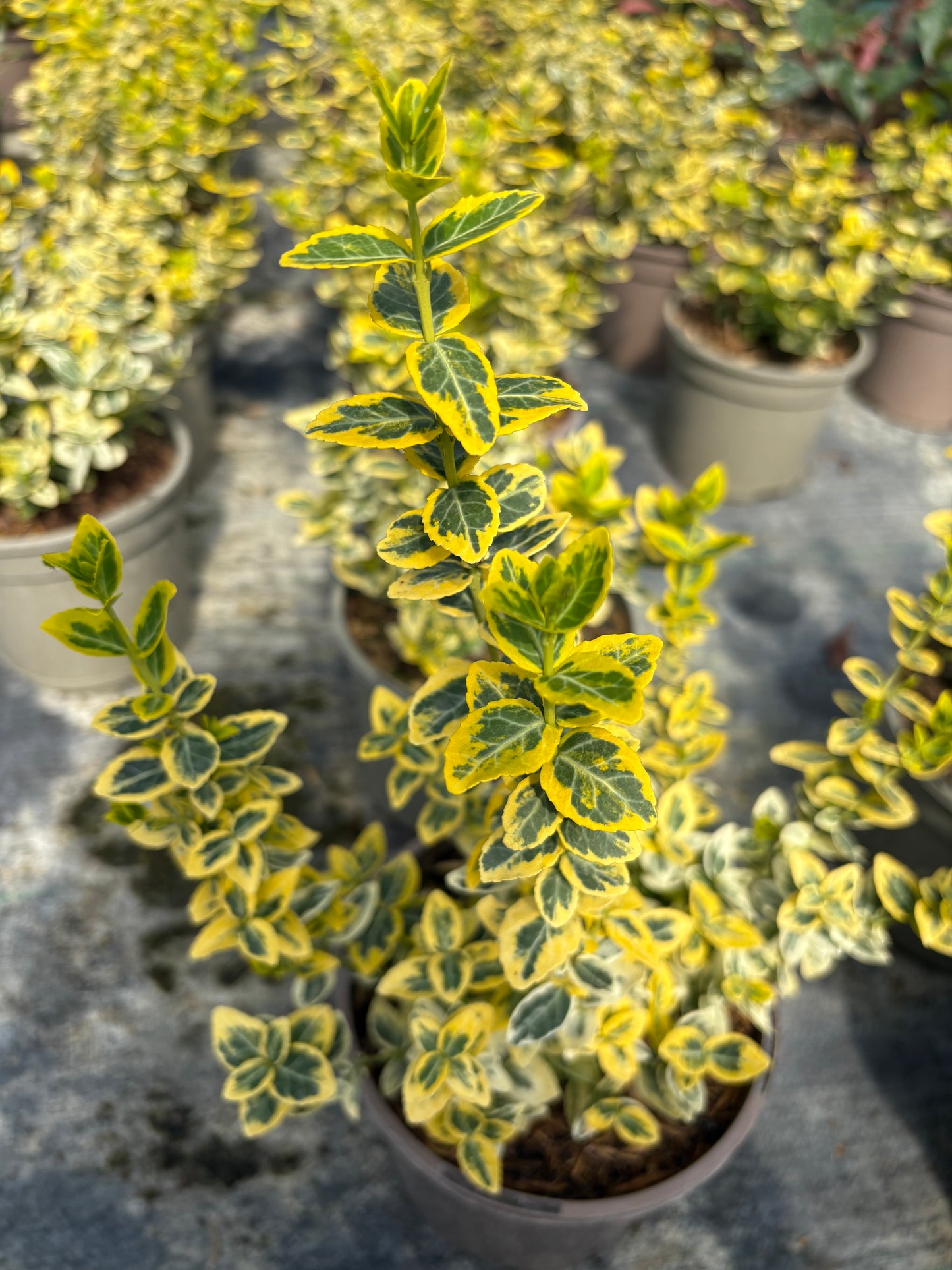 Euonymus Emerald n' Gold