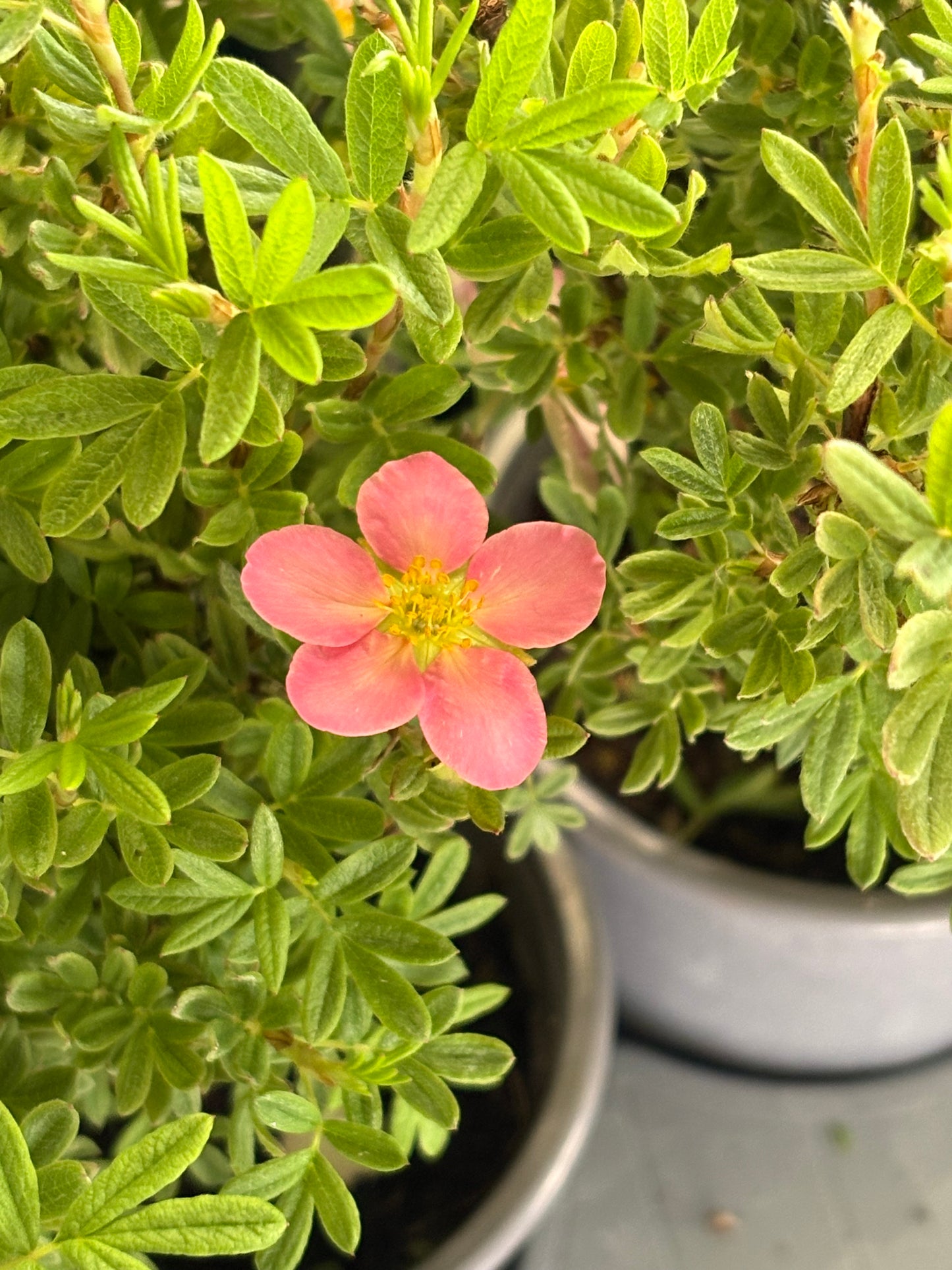 Potentilla fruticosa 'Pink Beauty' AGM
