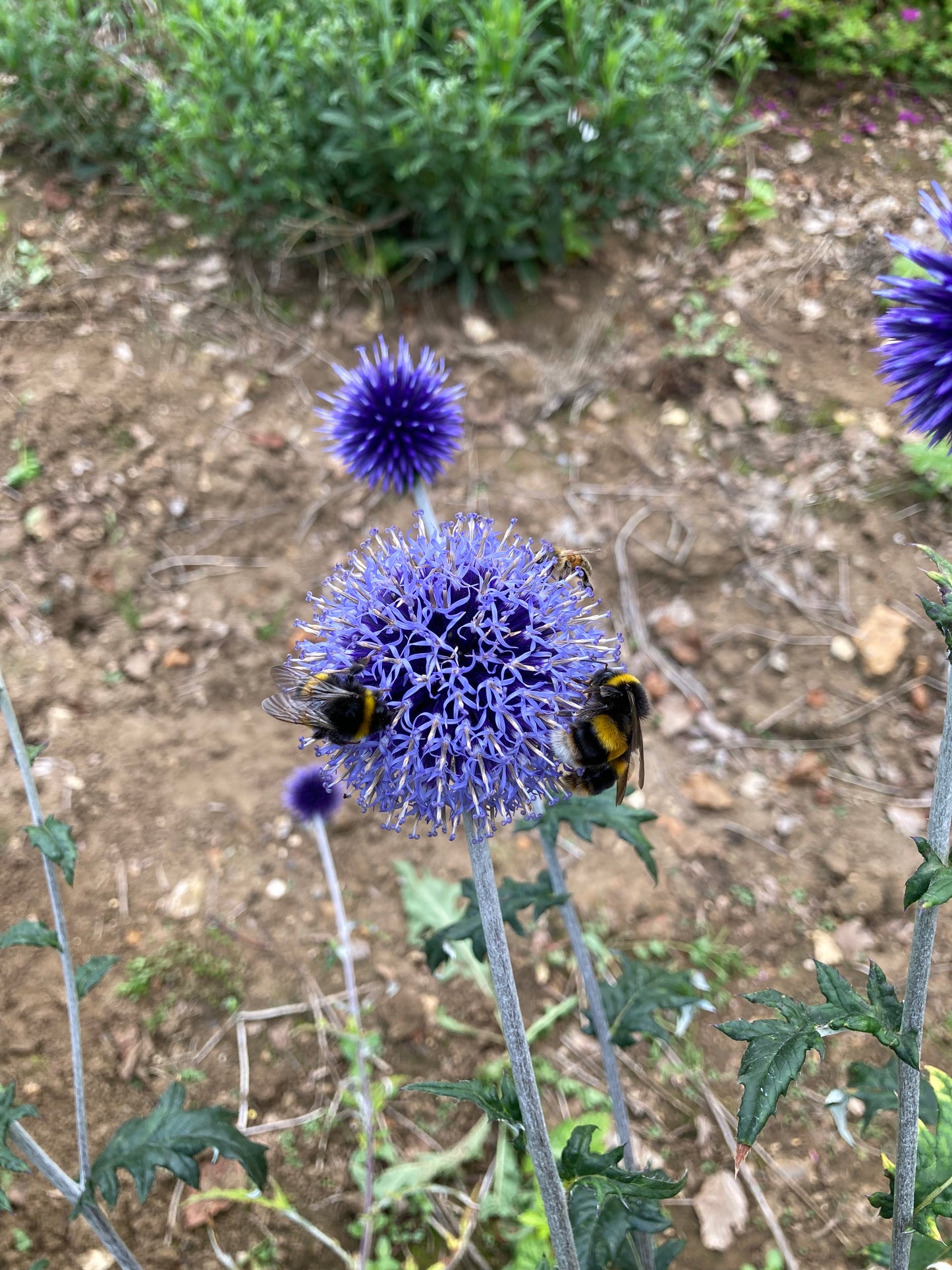 Echinops Vietch’s Blue - Champion Plants