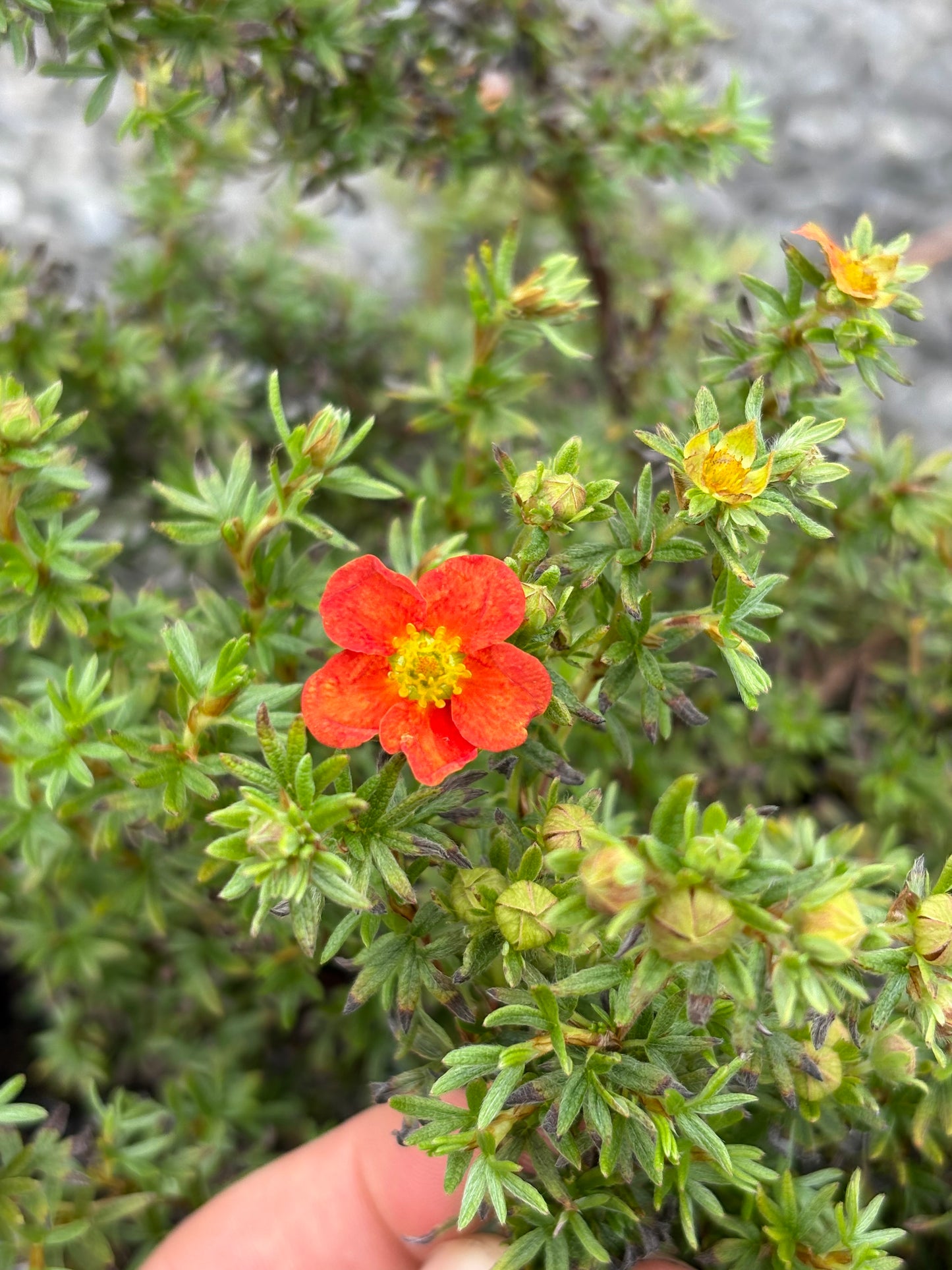 Potentilla fruticosa Marian Red Robin AGM