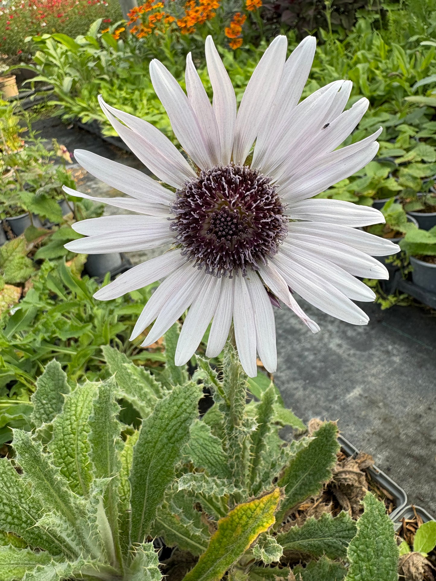 Berkheya Zulu Warrior