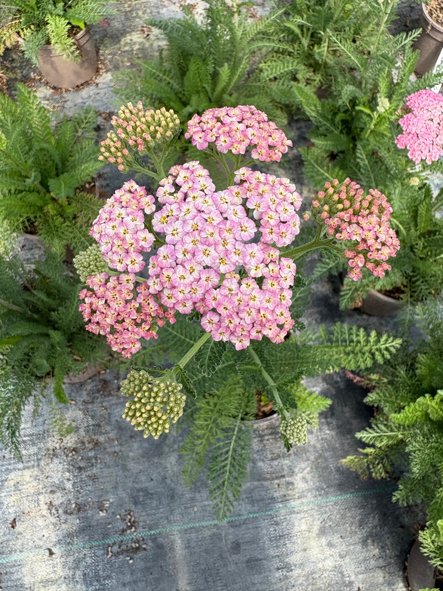 Achillea Summer Berries