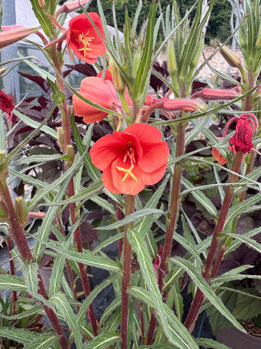 Oenothera versicolor 'Sunset Boulevard'