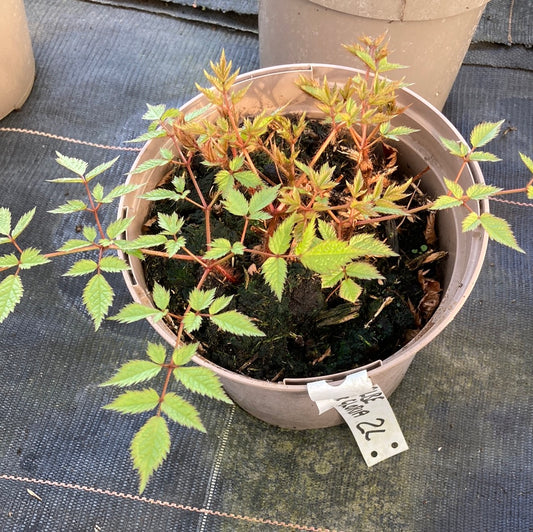 Astilbe 'Weisse Gloria' - Champion Plants