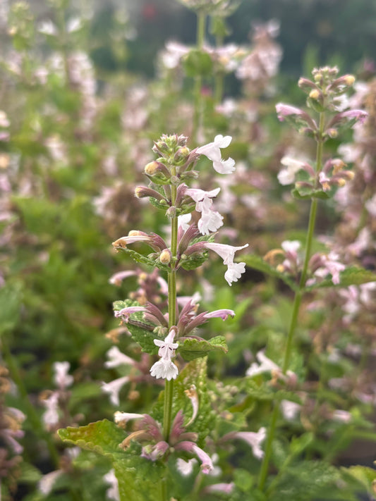 Nepeta grandiflora 'Dawn to Dusk'