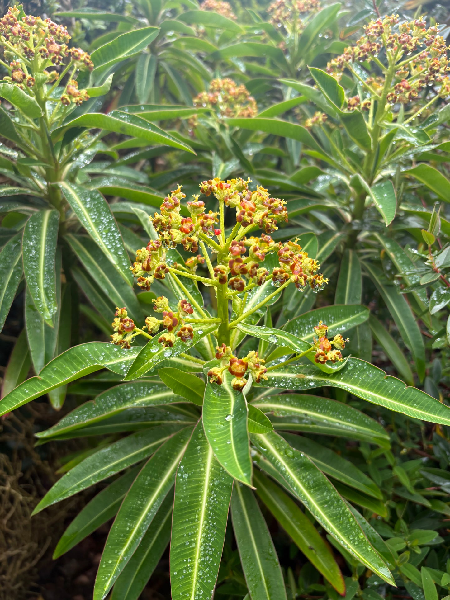 Euphorbia mellifera - AGM